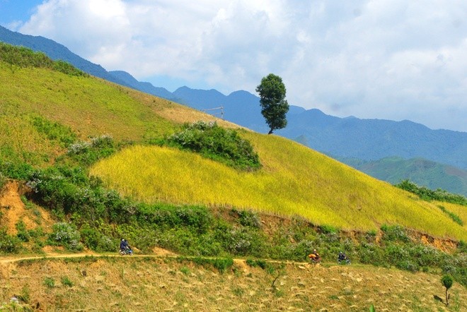 Terraced paddy fields in Chieng An - ảnh 1